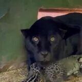 Go ahead and pet the kittens