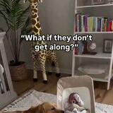 irate handsomely imperturbable